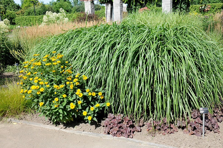 2016-7-25canadaherb 2891_01.JPG