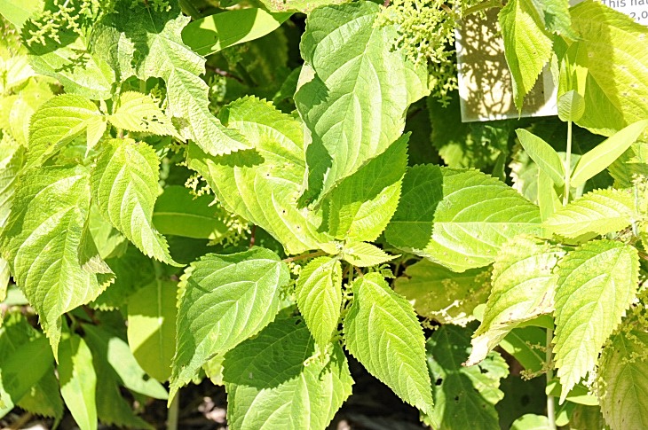2016-7-25canadaherb 3627_01.JPG