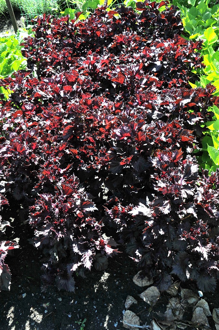 2016-7-25canadaherb 3319_01.JPG