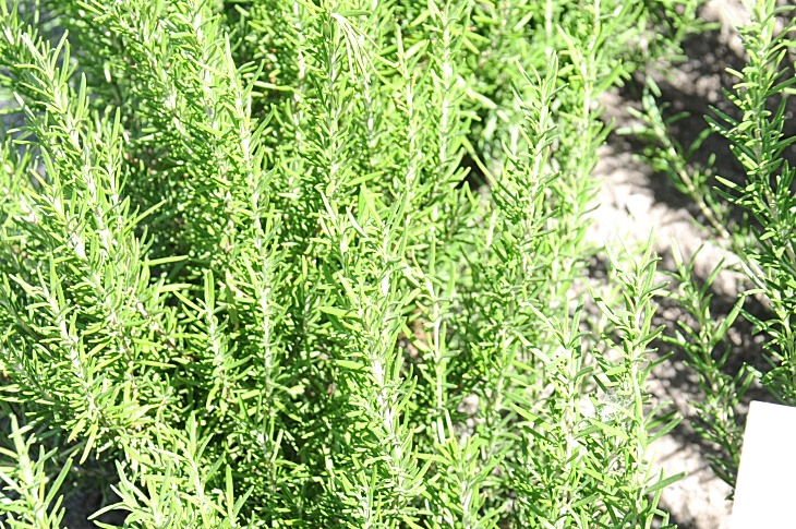2016-7-25canadaherb 3852_01.JPG