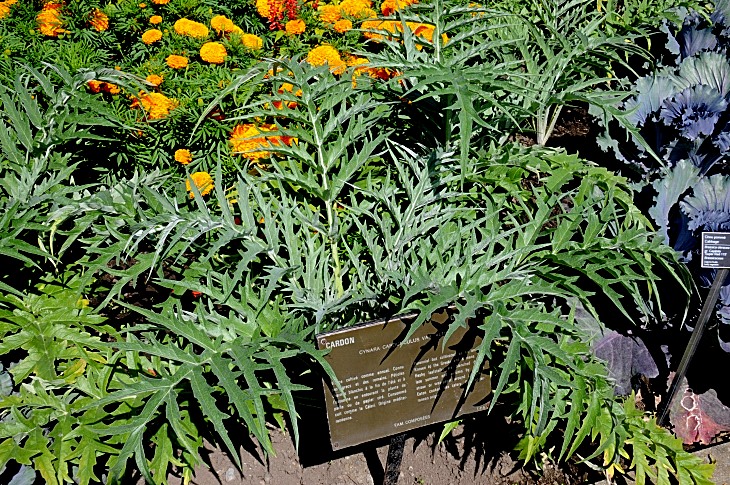 2016-7-25canadaherb 3248_01.JPG