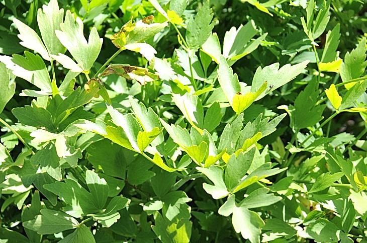 2016-7-25canadaherb 3461_01.JPG