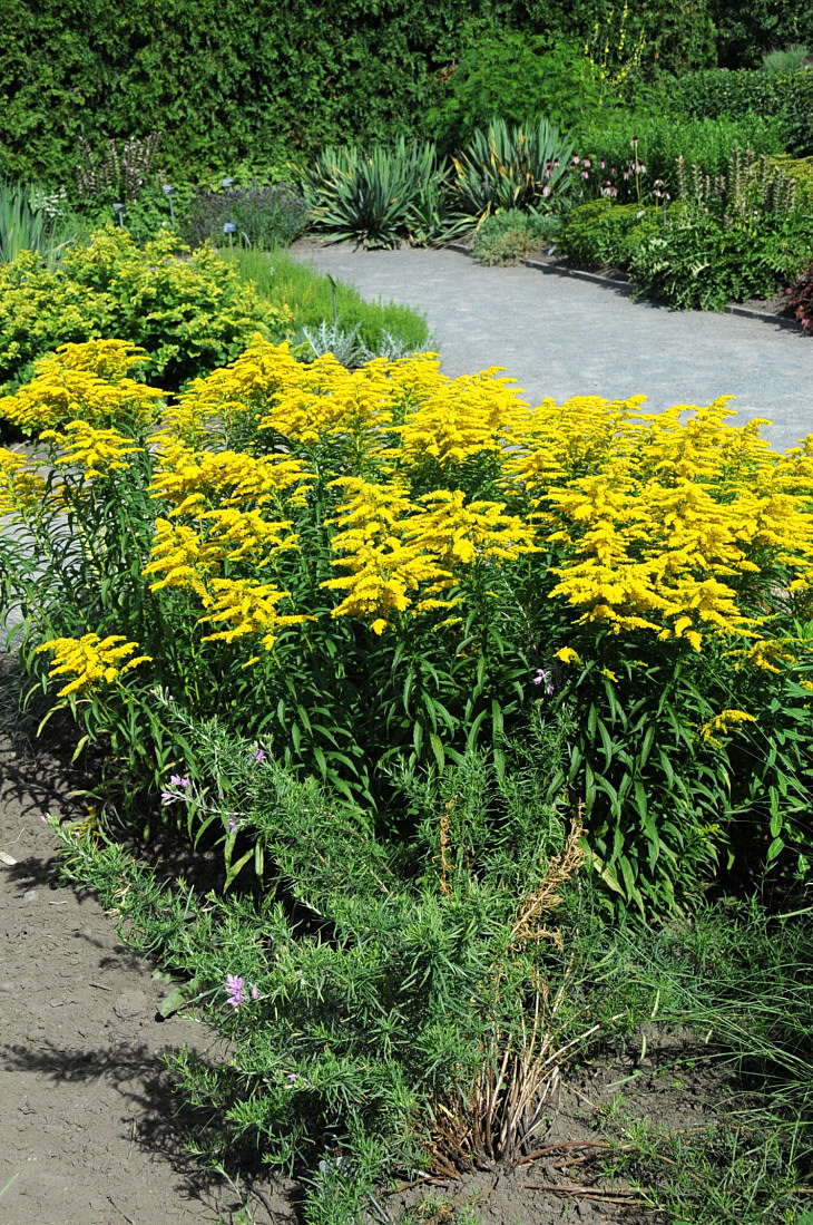 2016-7-25canadaherb 2915_01.JPG