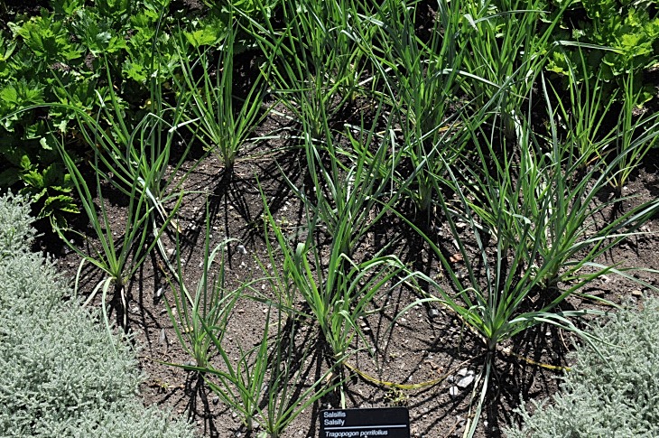 2016-7-25canadaherb 3494_01.JPG