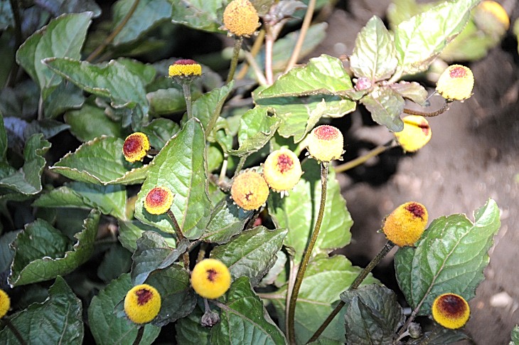 2016-7-25canadaherb 3413_01.JPG