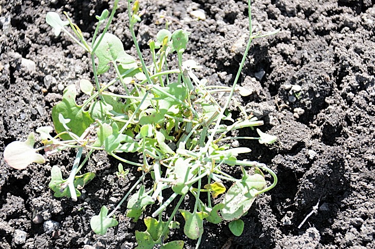 2016-7-25canadaherb 3442_01.JPG