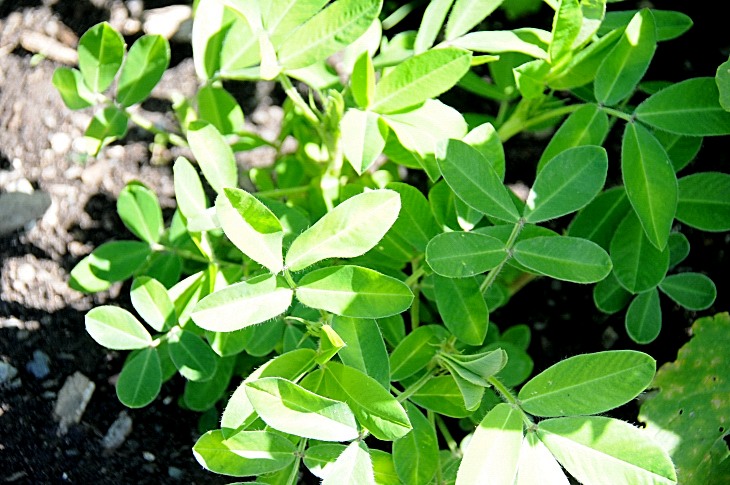 2016-7-25canadaherb 3282_01.JPG