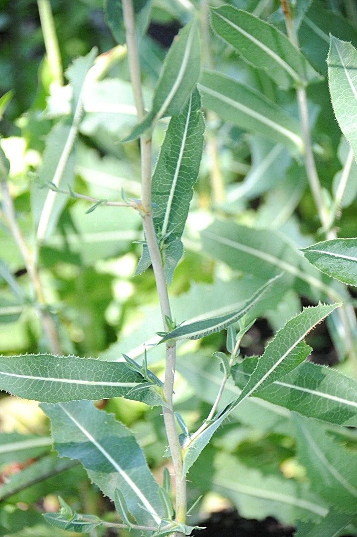 2016-7-25canadaherb 3421_01.JPG