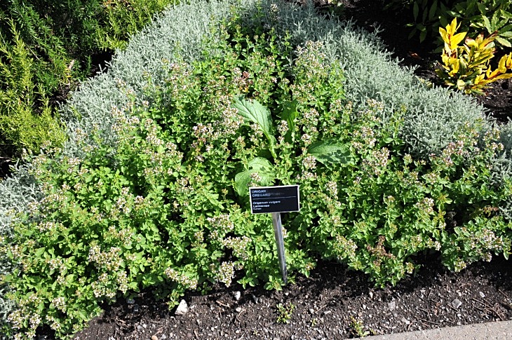 2016-7-25canadaherb 3035_01.JPG