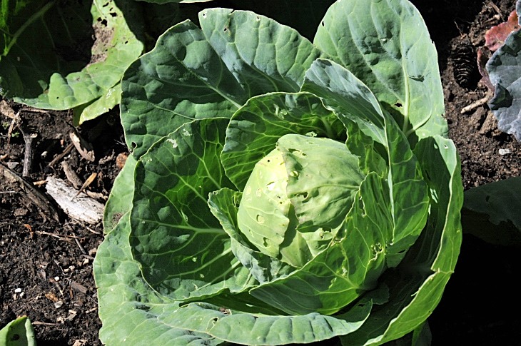 2016-7-25canadaherb 3230_01.JPG