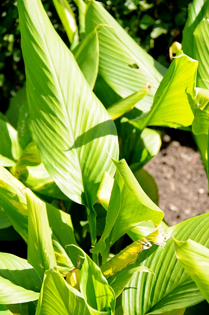 2016-7-25canadaherb 3102_01.JPG