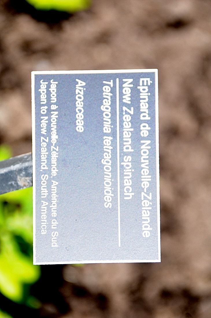 2016-7-25canadaherb 3407_01.JPG
