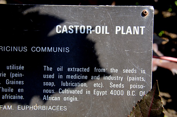 2016-7-25canadaherb 3268_01.JPG