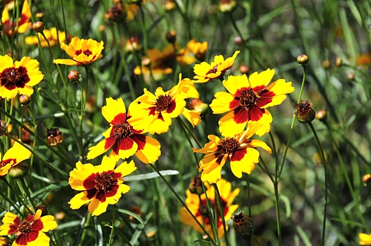 2016-7-25canadaherb 3565_01.JPG