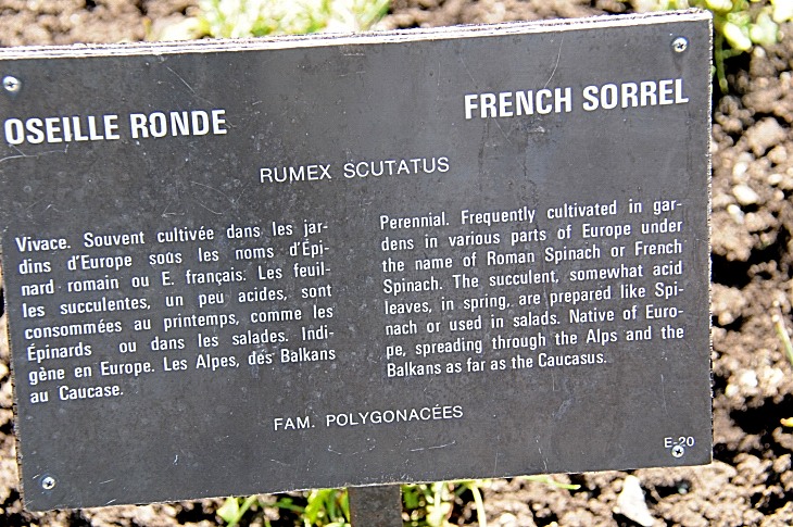 2016-7-25canadaherb 3441_01.JPG