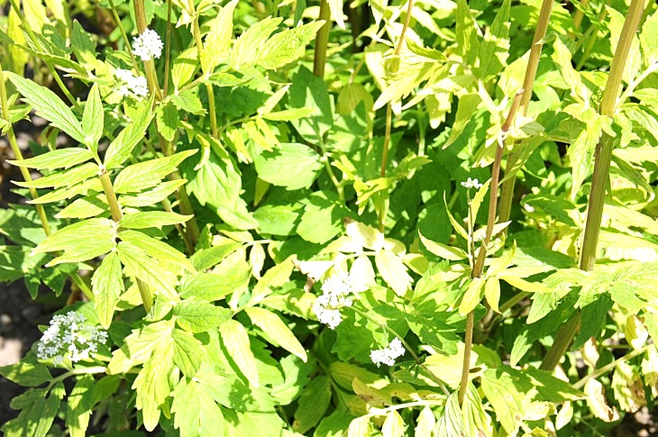 2016-7-25canadaherb 3792_01.JPG