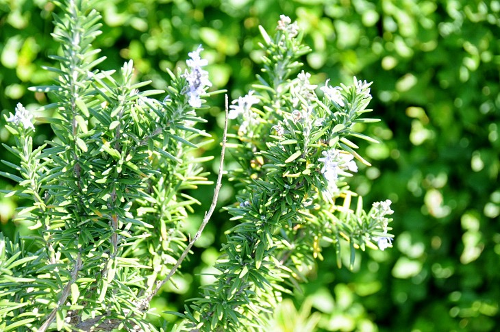 2016-7-25canadaherb 3657_01.JPG