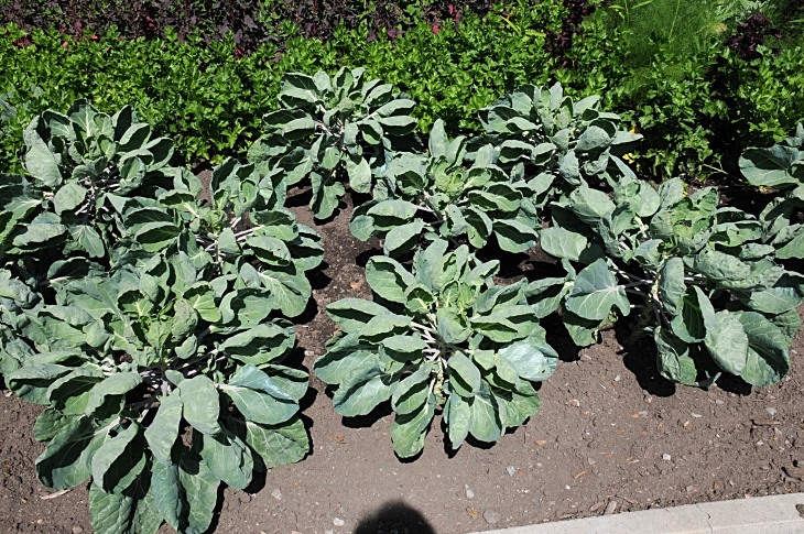 2016-7-25canadaherb 3260_01.JPG