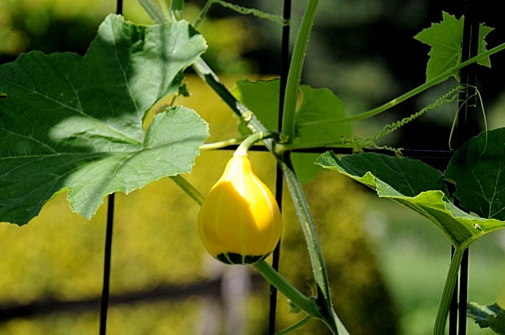2016-7-25canadaherb 3518_01.JPG