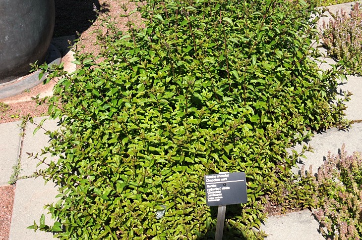 2016-7-25canadaherb 3373_01.JPG