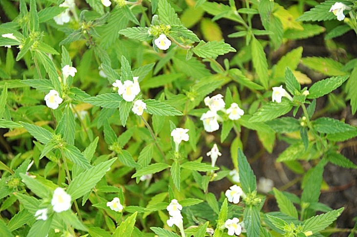 2016-7-25canadaherb 3948_01.JPG