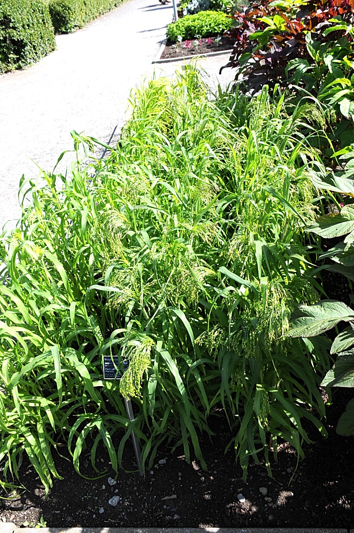 2016-7-25canadaherb 2995_01.JPG