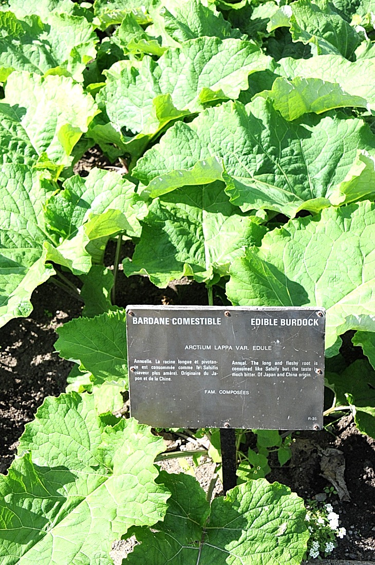 2016-7-25canadaherb 2931_01.JPG
