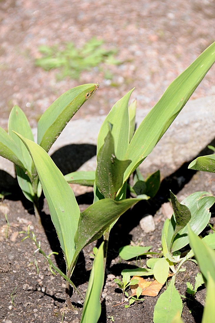 2016-7-25canadaherb 3336_01.JPG
