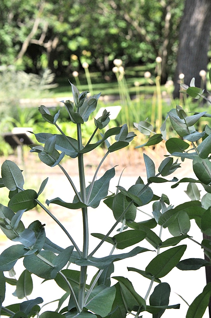 2016-7-25canadaherb 3858_01.JPG