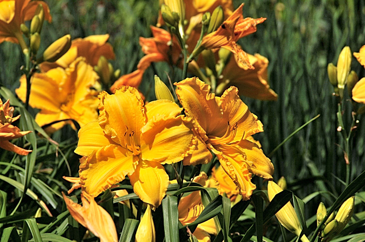 2016-7-25canadaherb 4139_01.JPG